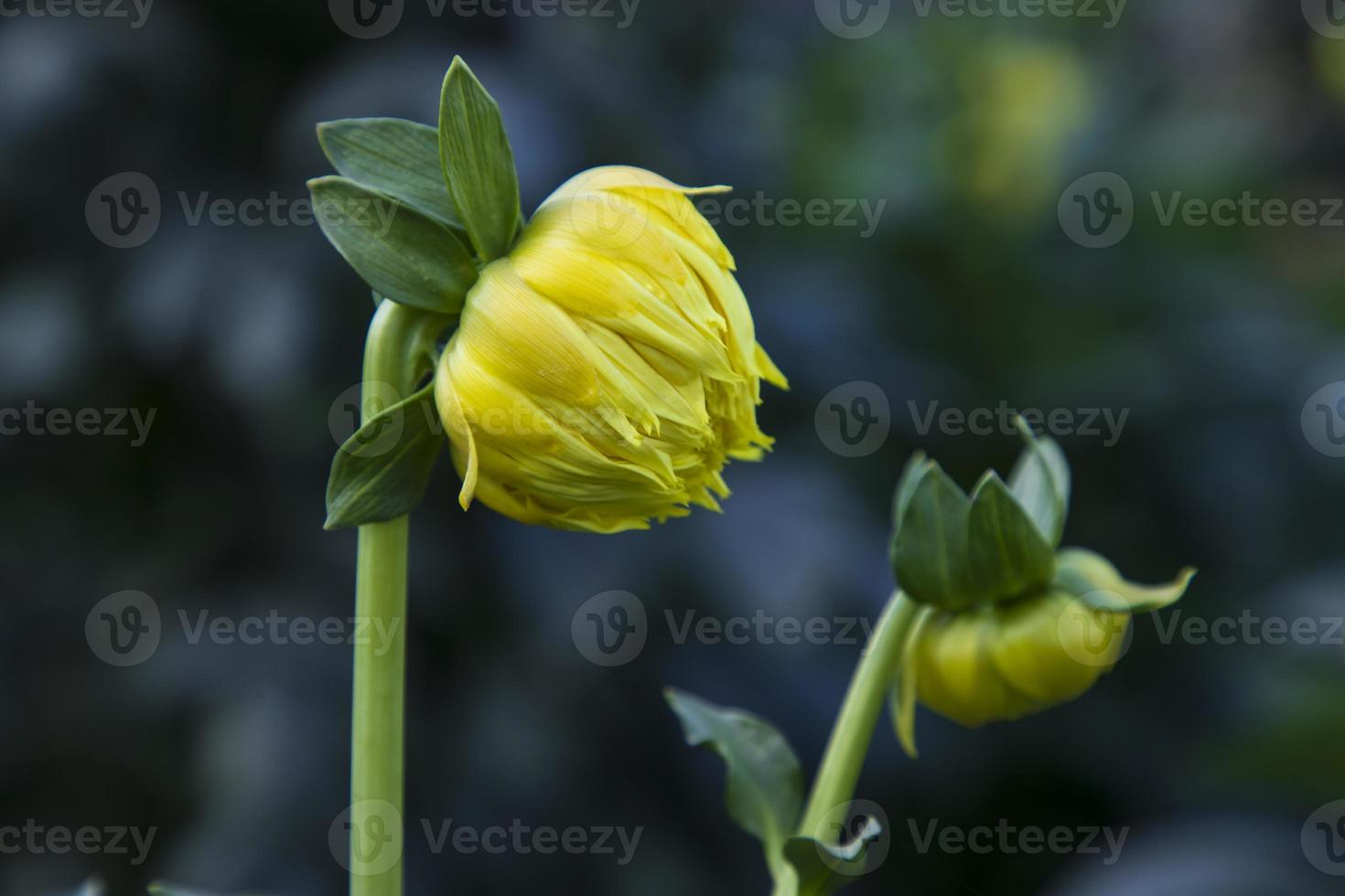 magnifique Jaune dahlia fleur bourgeon avec une floue Contexte dans le jardin arbre photo