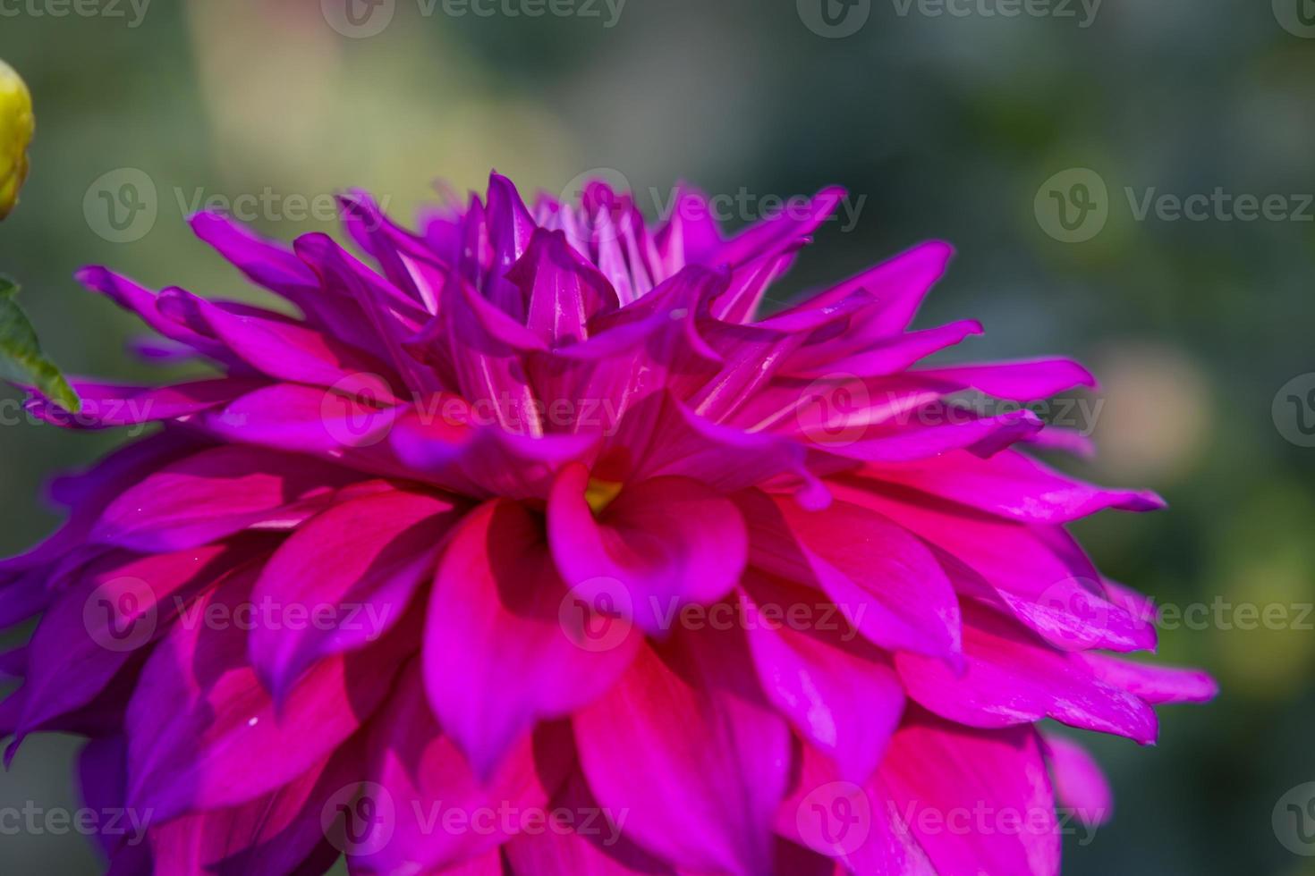 magnifique épanouissement rose dahlia fleur dans le jardin arbre fermer concentrer photo