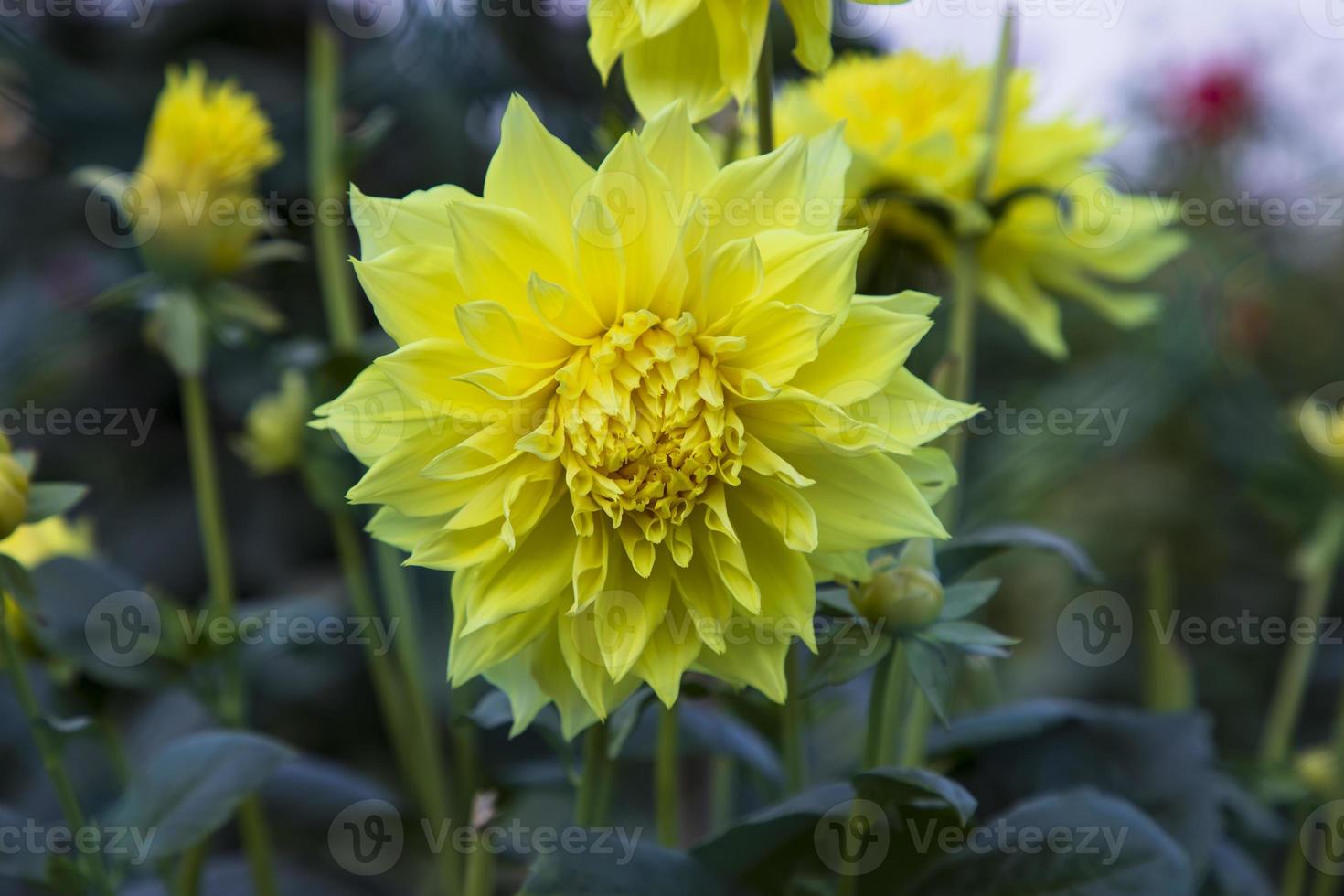 magnifique épanouissement Jaune dahlia fleur dans le jardin arbre photo