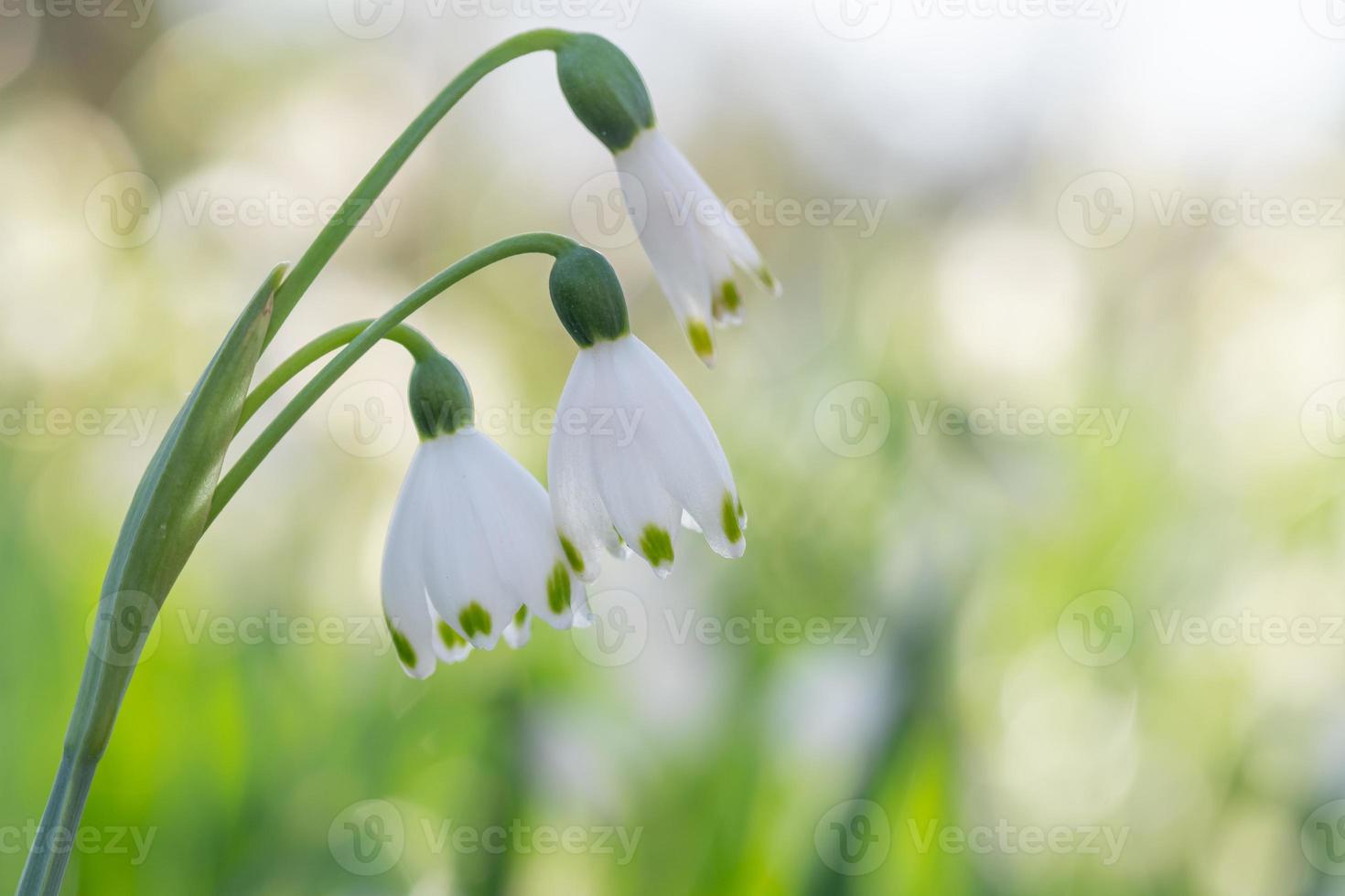 le blanc cloche fleurs de leucojum vernum dans de bonne heure printemps. photo