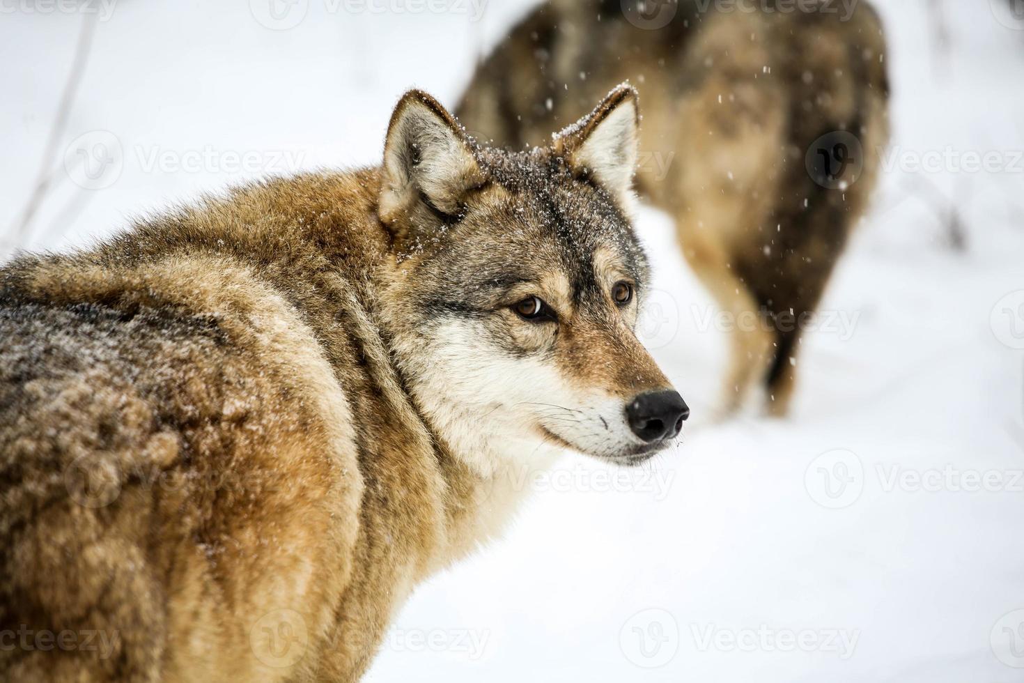 gris Loup dans le neige photo