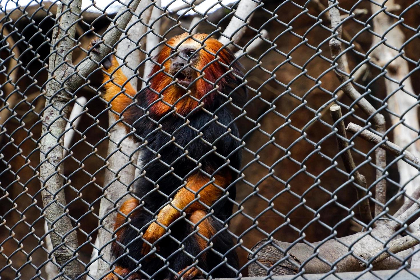 sélectif concentrer de le d'or singe snober nez balançant dans le sien cage. photo