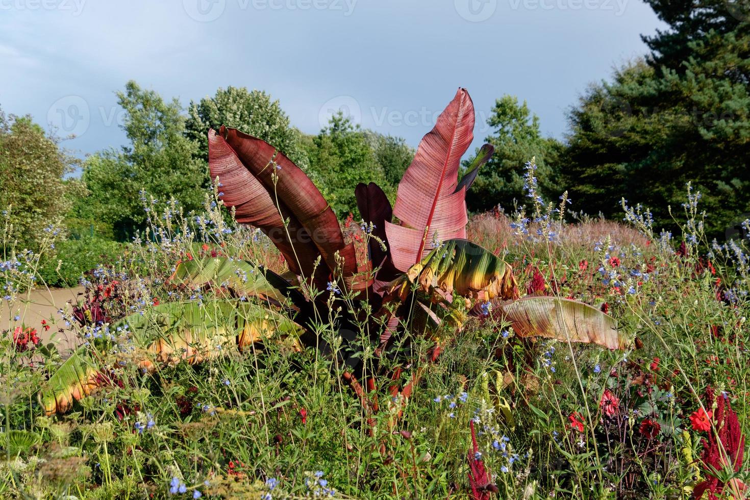 heure d'été dans le jardin photo