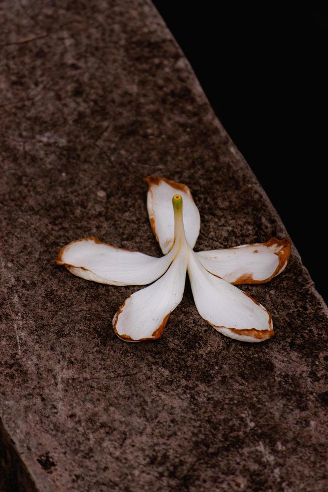 magnifique tomber blanc fleur dans une jardin, Contexte fond d'écran, sans couture modèle, haute qualité photo