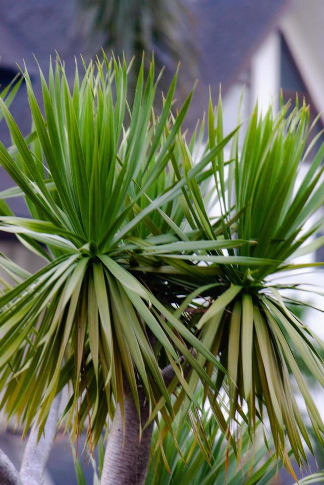 vert feuilles dans une jardin, fond d'écran, sans couture modèle avec brouiller arrière-plan, haute qualité photo