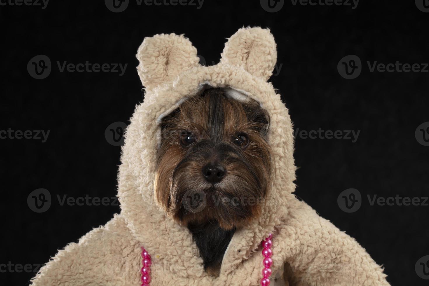 Yorkshire terrier dans une magnifique fourrure manteau avec une capuche regards à le caméra. mode pour chiens. photo