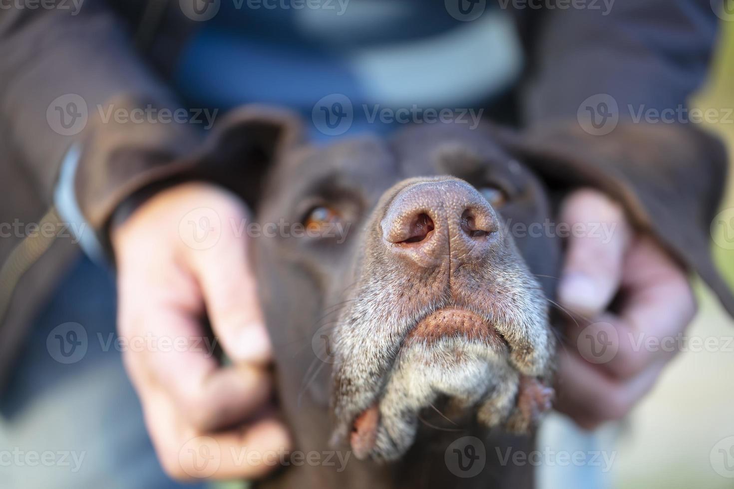 le les propriétaires mains sont caressant une kurtshaar chien. photo