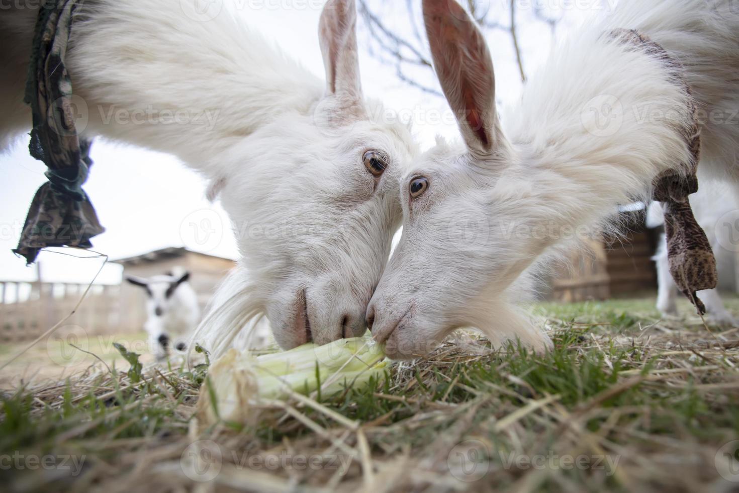 deux Jeune chèvre avec se battre il en dehors avec leur diriger. chèvres lutte. photo