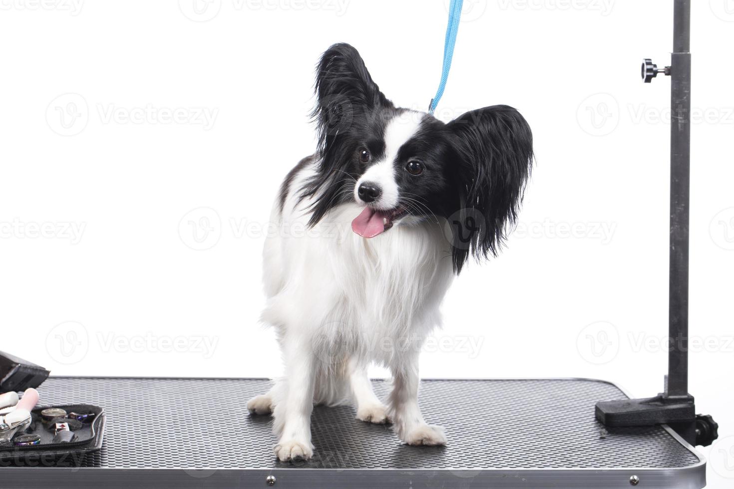 professionnel chien se soucier. le papillon est sur le toilettage tableau. photo