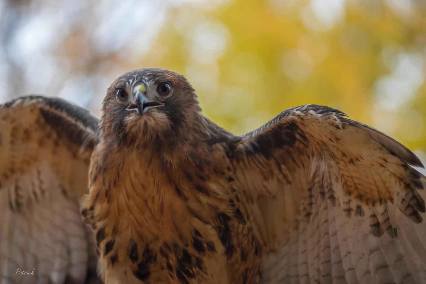 une rouge à queue faucon dans un Ontario forêt. photo