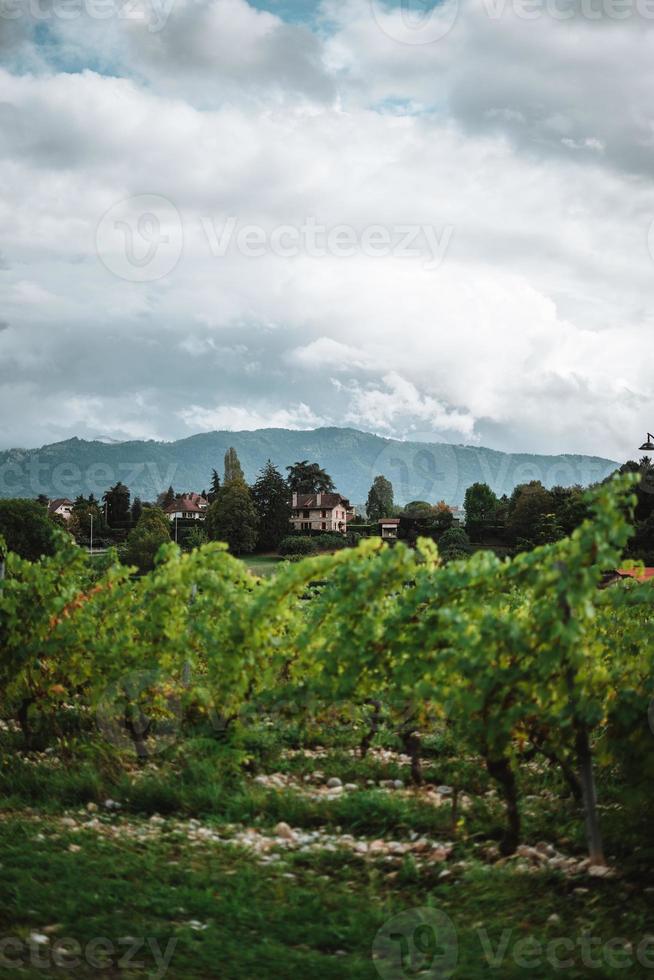 montagnes derrière une vigne dans France photo