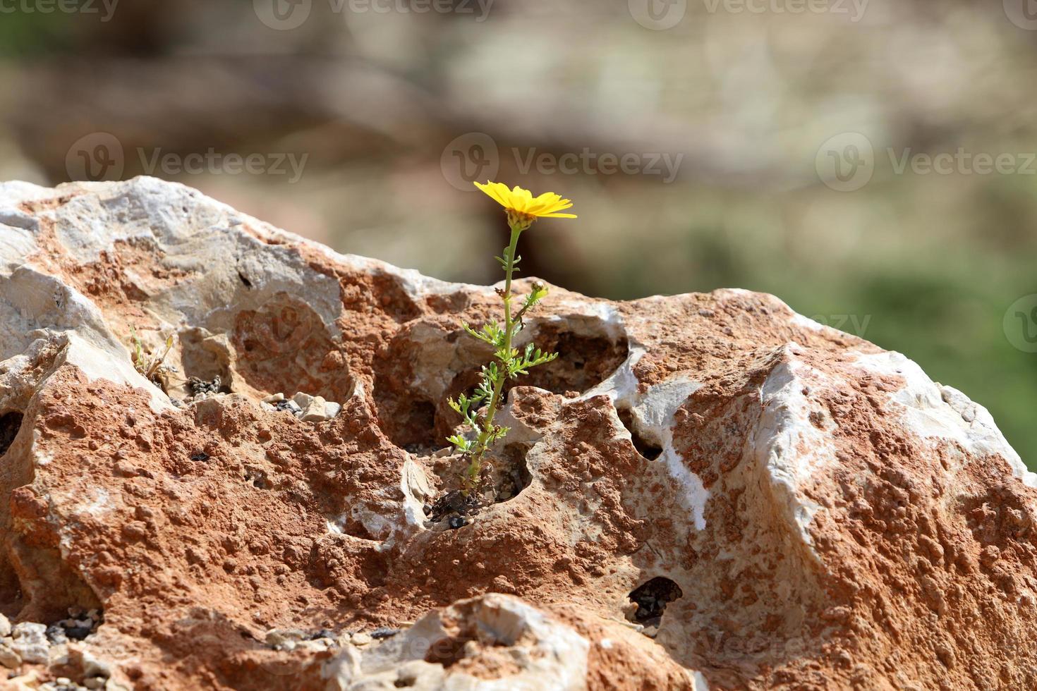 vert les plantes et fleurs grandir sur des pierres. photo