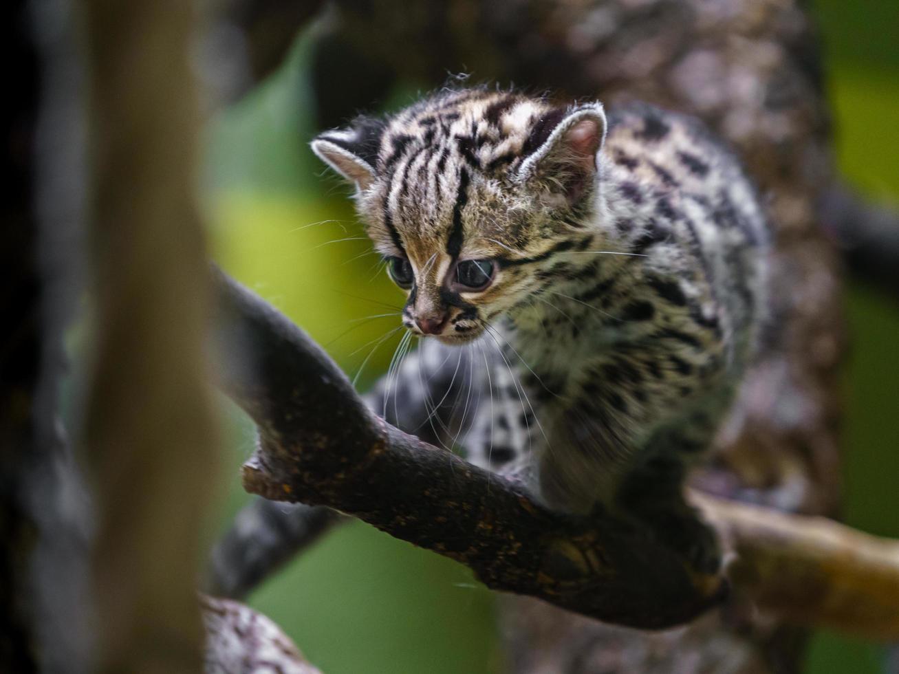 portrait de Margay photo