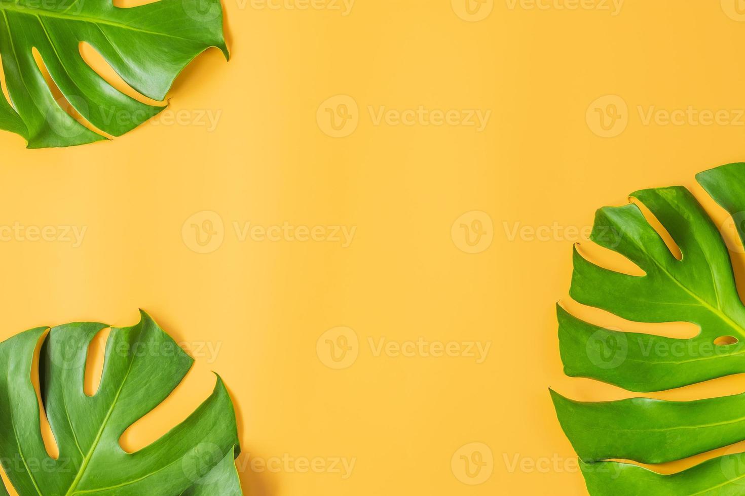 feuilles de monstera sur fond orange photo