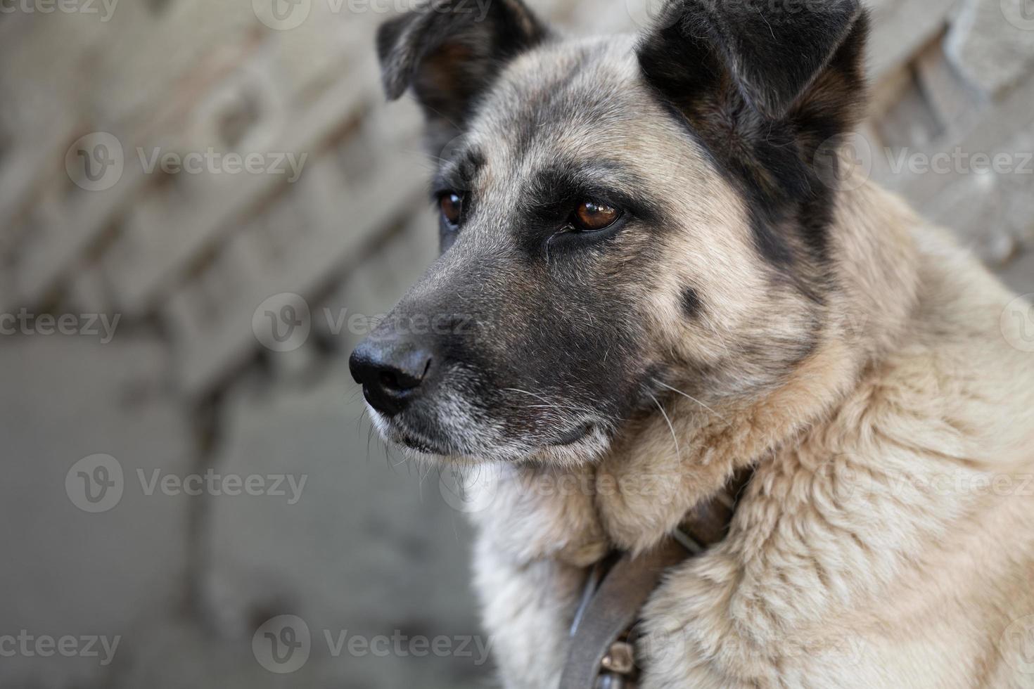 une solitaire et triste garde chien sur une chaîne près une chien maison en plein air. photo