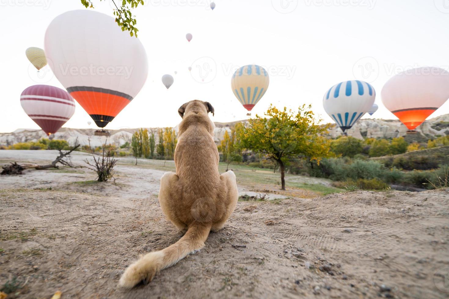 triste chien avec des ballons dans la cappadoce photo