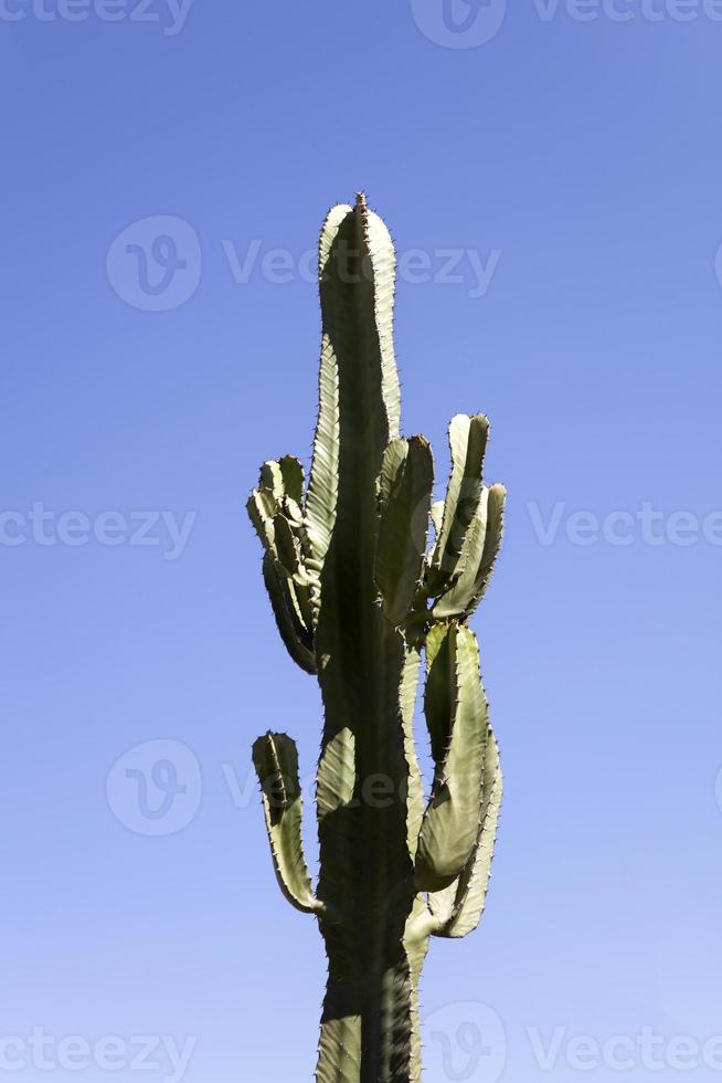 cactus dans le désert sous le ciel bleu photo