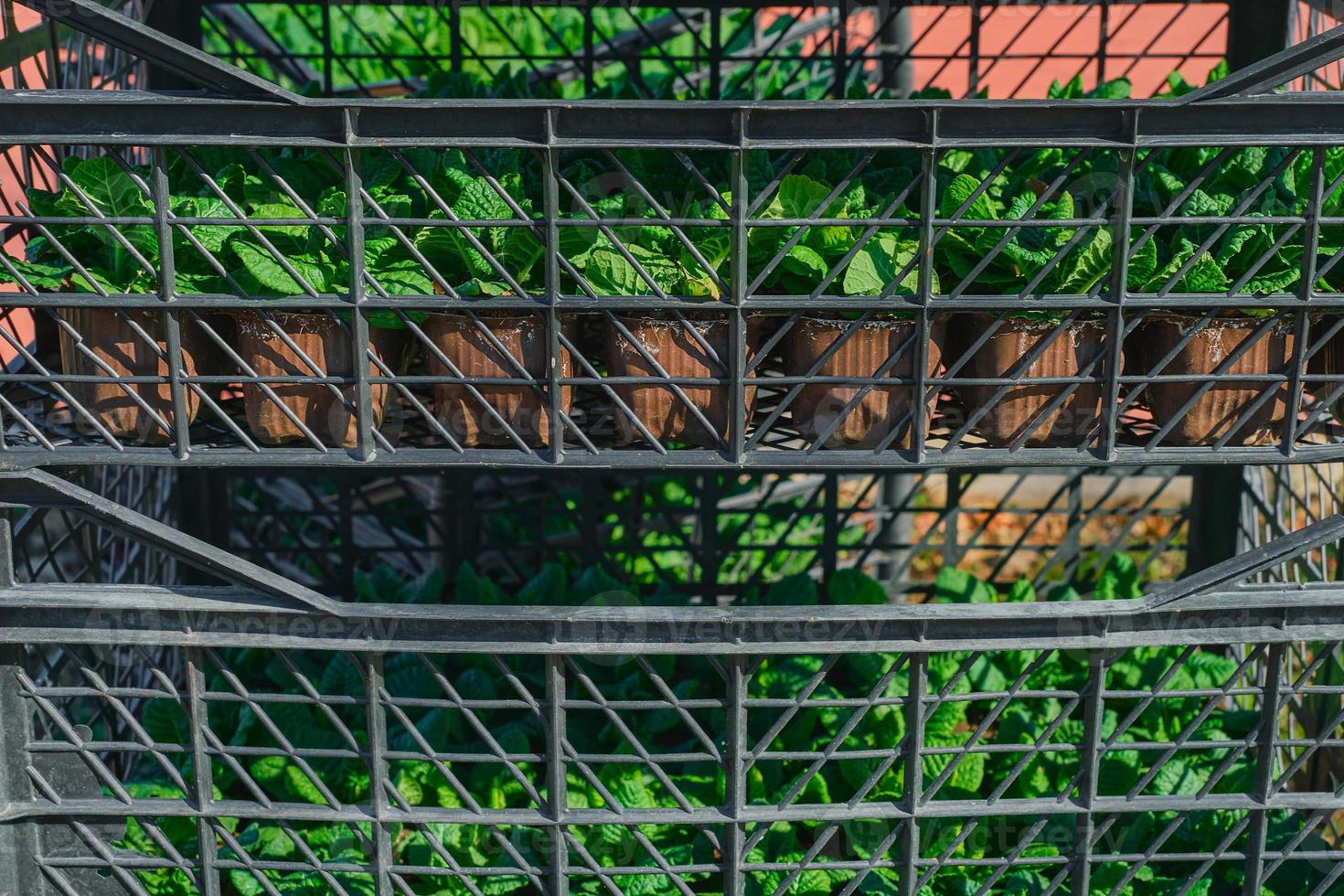 des boites avec fleurs, en train de préparer les plantes pour plantation, plantation printemps primevère fleurs dans le parc. Bonjour printemps, jardinage dans printemps photo