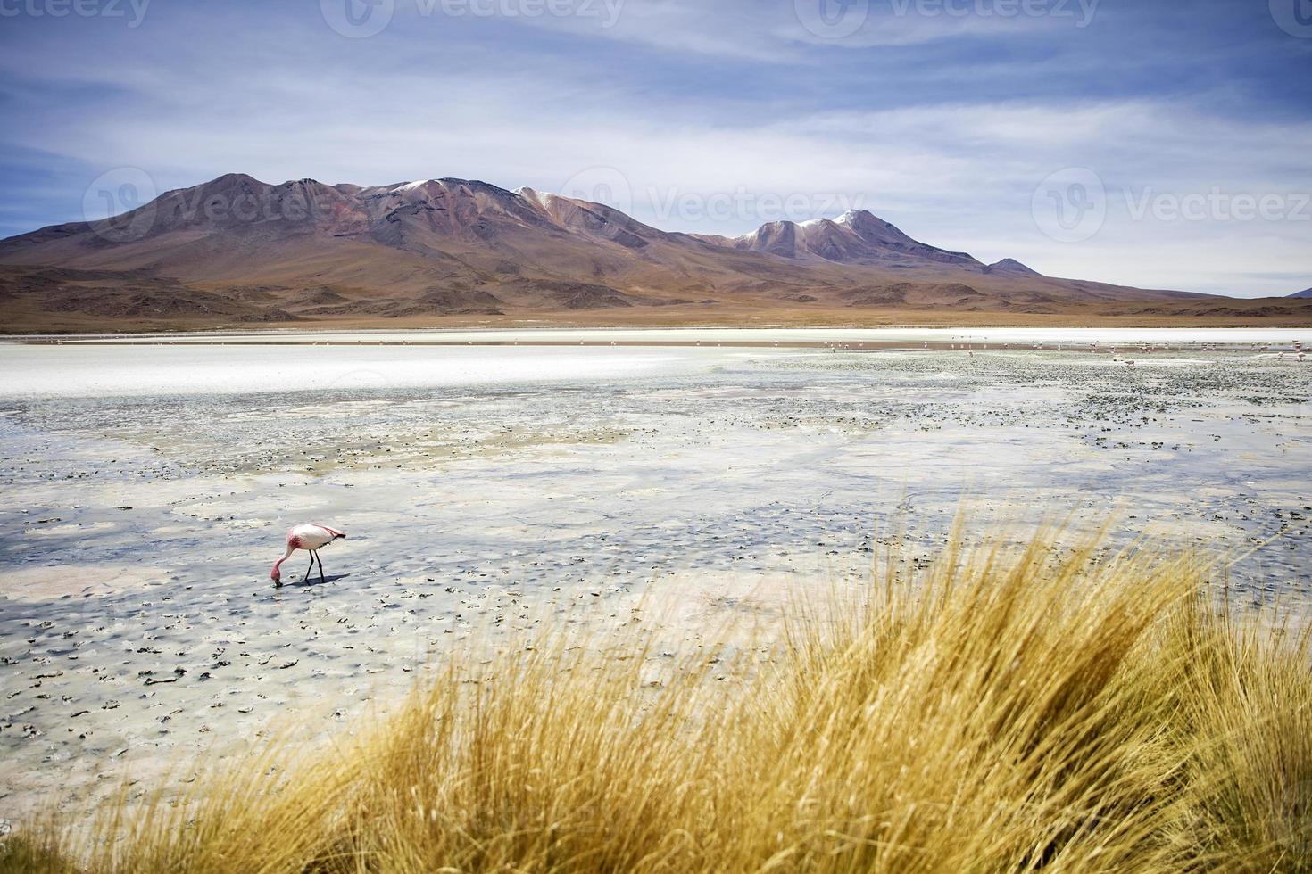 laguna hedionda en bolivie photo