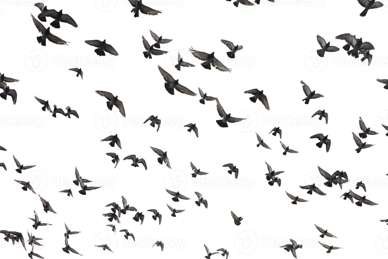 pigeons dans le ciel photo