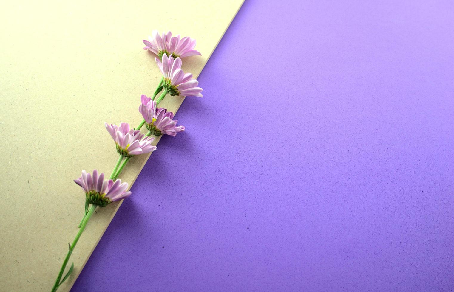 fleurs violettes à plat sur fond gris et violet photo