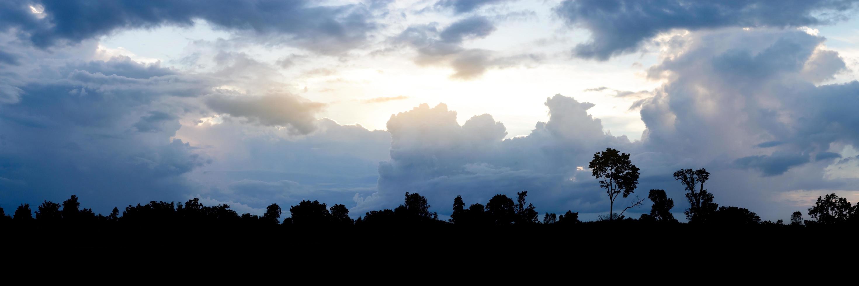 silhouette de paysage d'arbres dans la soirée photo