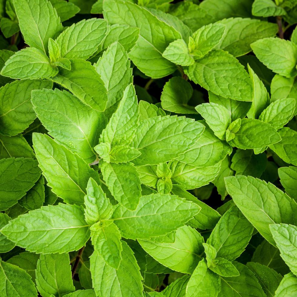 feuilles de menthe à l'extérieur photo