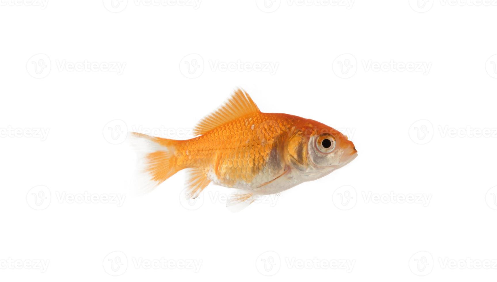 image de un aquarium poisson rouge cette nage photo