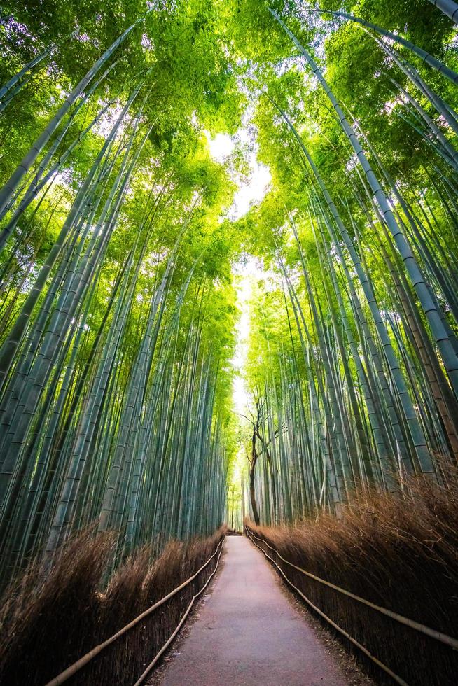 Bambouseraie dans la forêt à Arashiyama à Kyoto, Japon photo