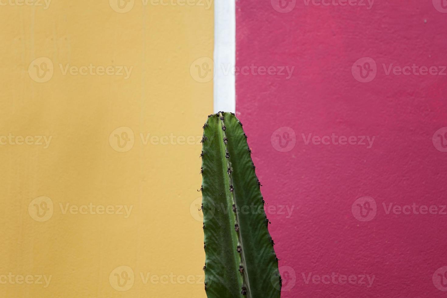 cactus près du mur photo