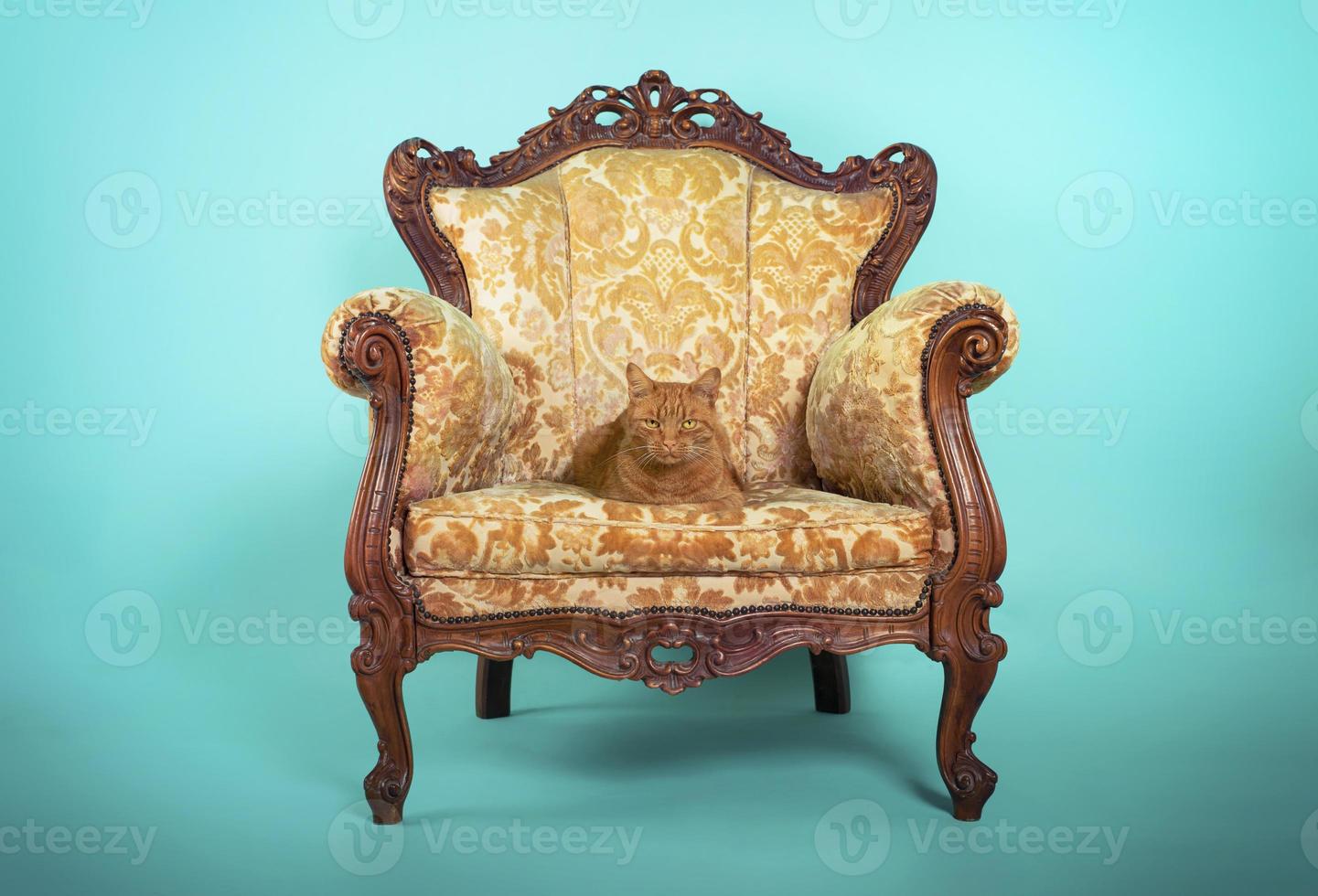 majestueux chat relaxant sur une luxueux fauteuil. cyan Contexte photo