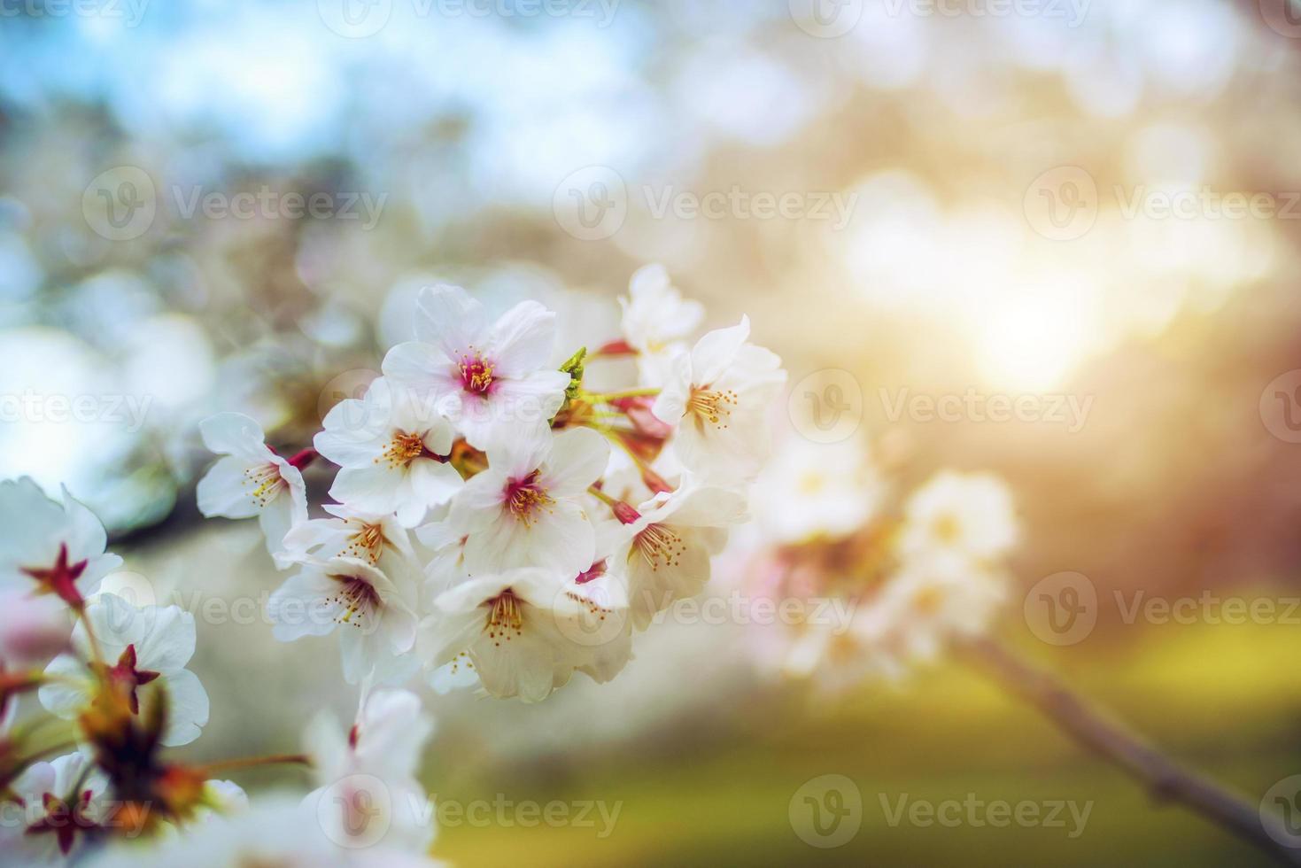 Cerise fleur sur une arbre dans Japon pendant lever du soleil photo