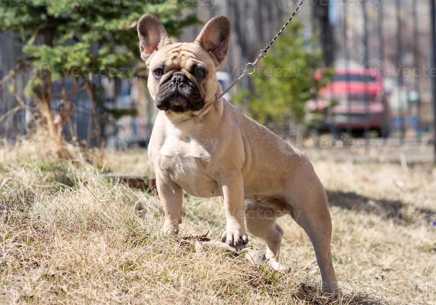 une promenade tôt le matin avec un mignon bouledogue français photo