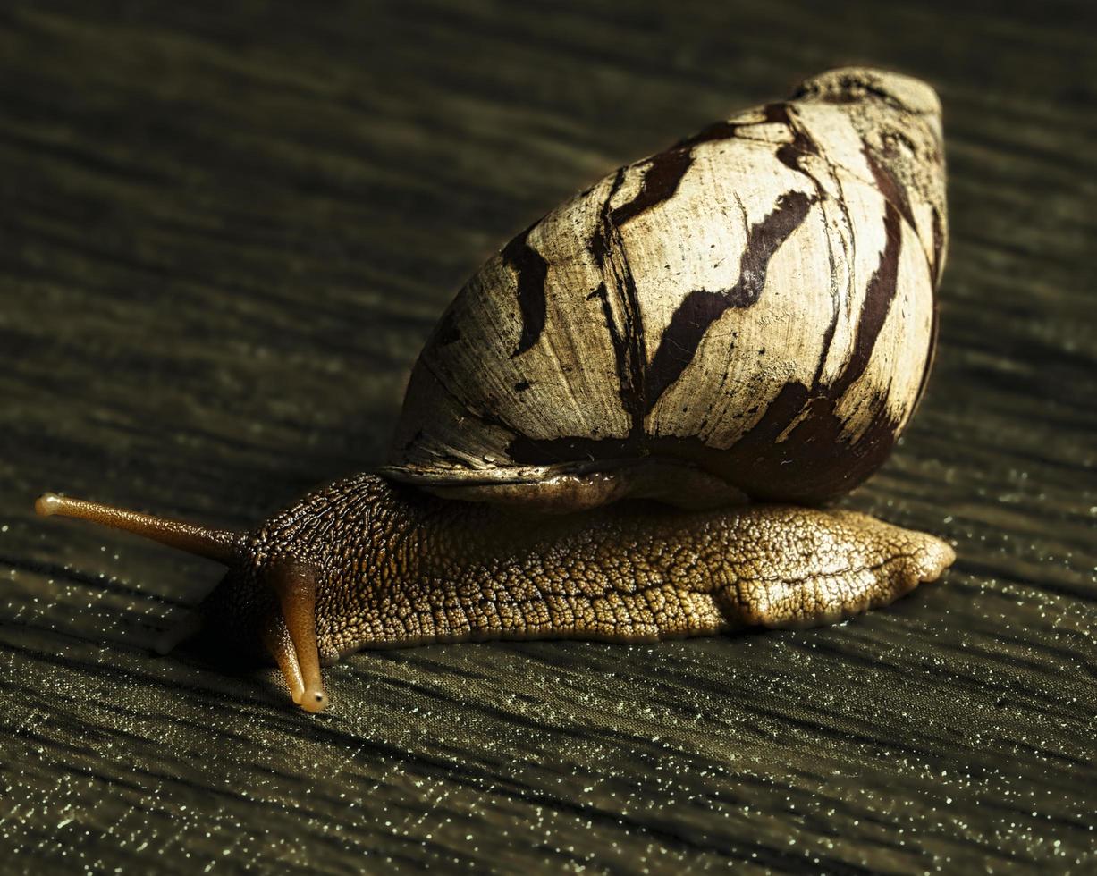 macro commun escargot photo