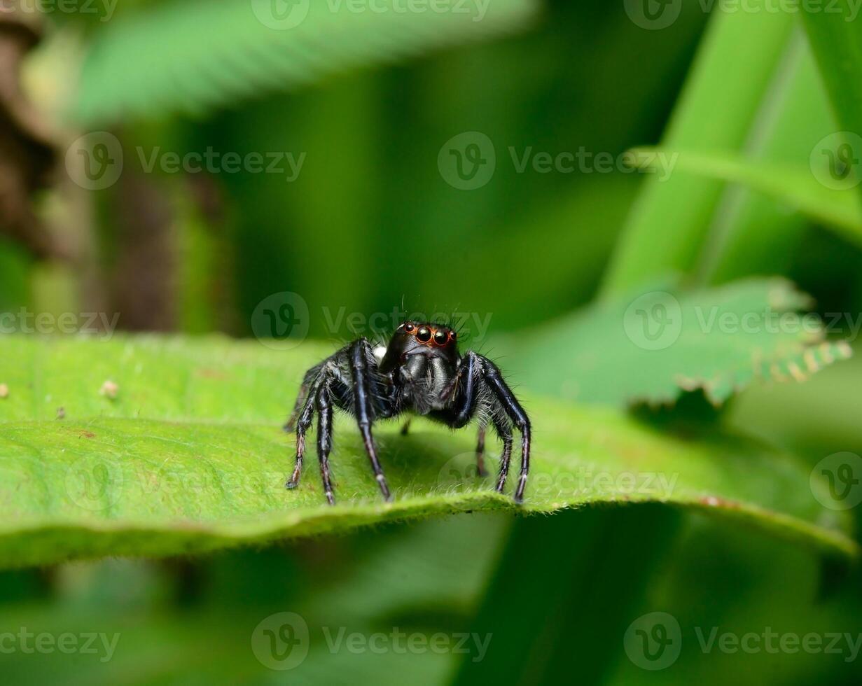 photo sauter araignée