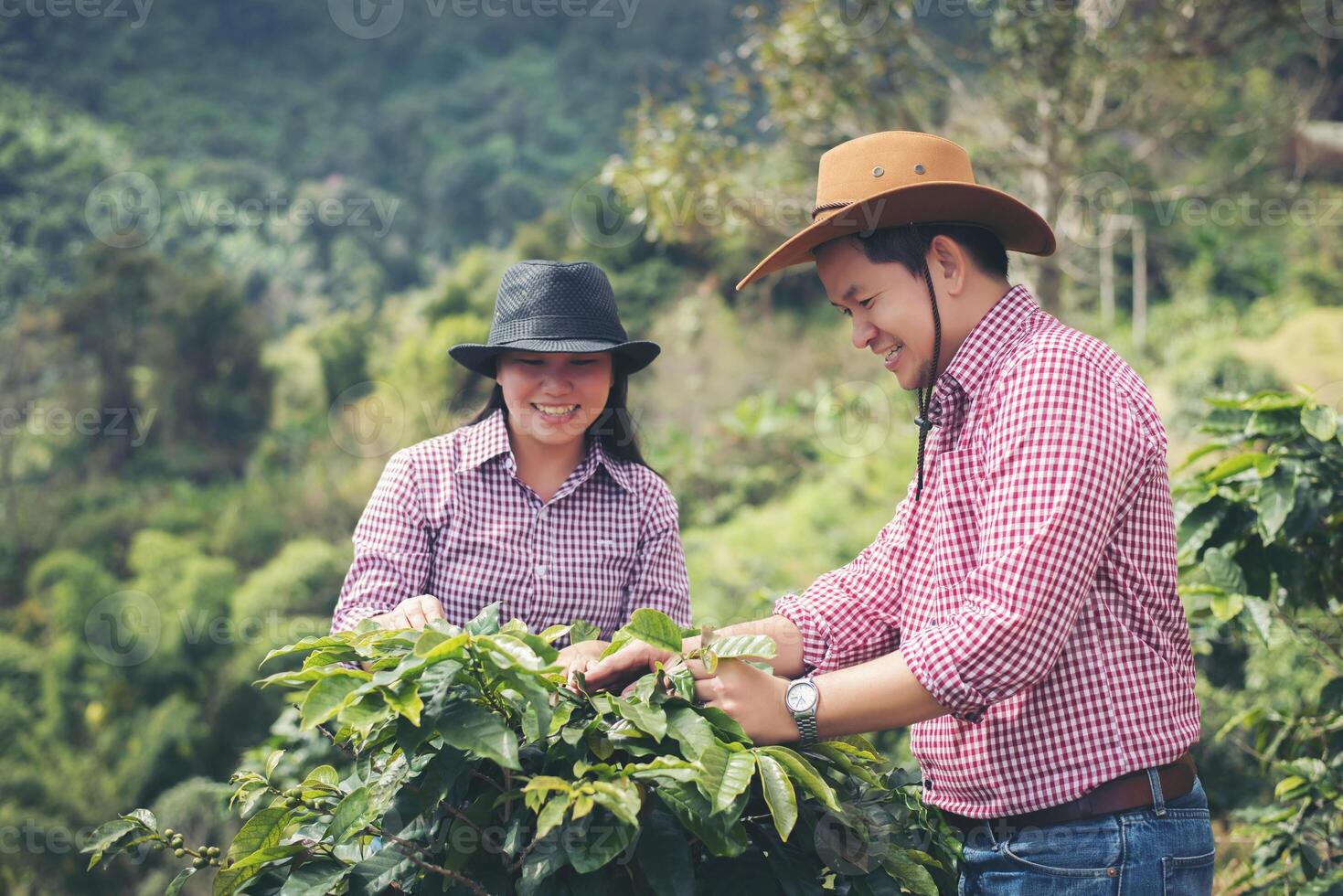 agriculteur café est récolte café baies dans café cultiver. photo