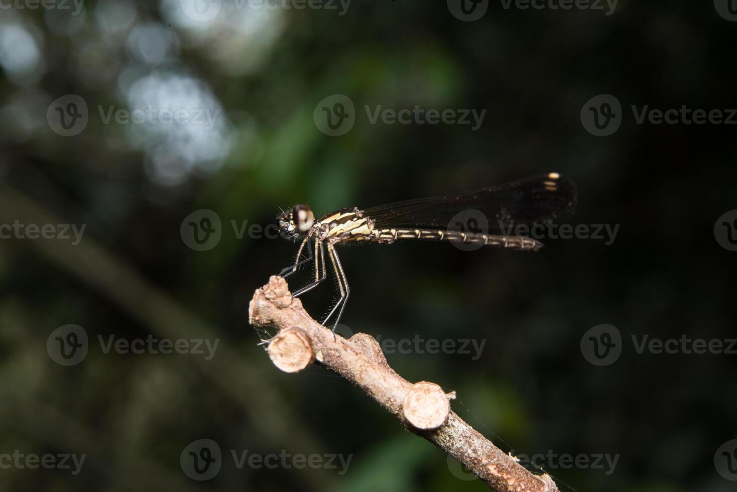 libellule sur arbre branche photo