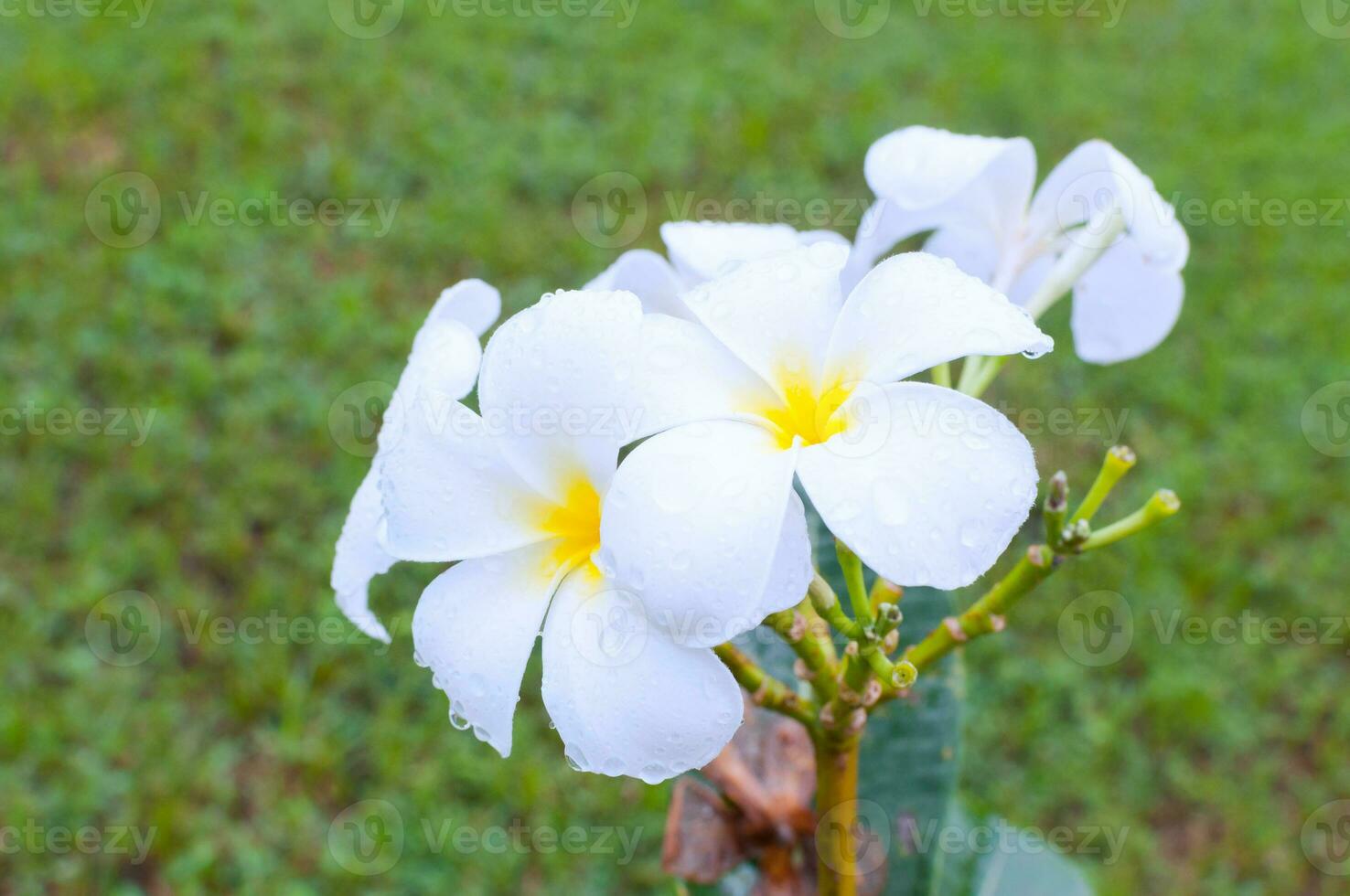 magnifique blanc frangipanier plumeria tropical fleur avec l'eau gouttes dans pluvieux journée photo