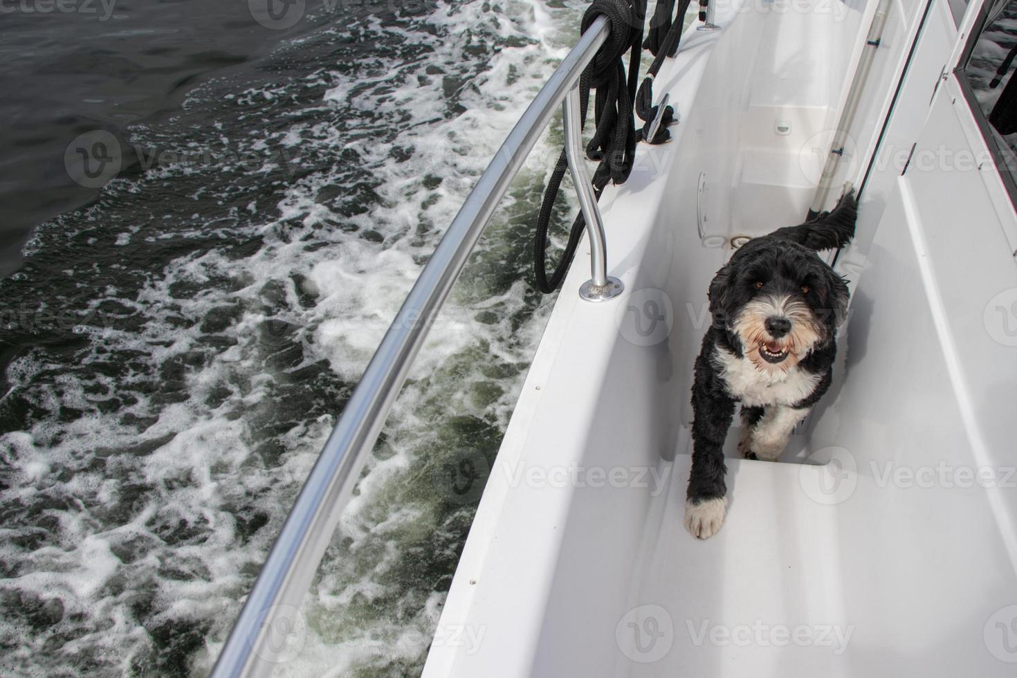 Portugais l'eau chien sur une bateau photo