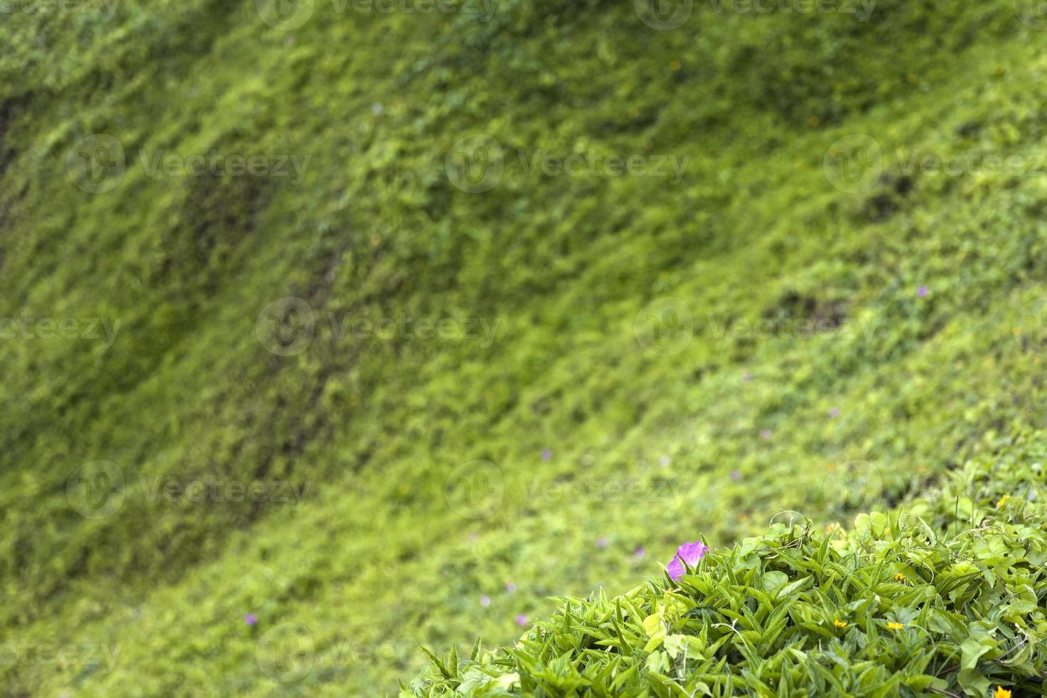 herbe verte sur la colline photo