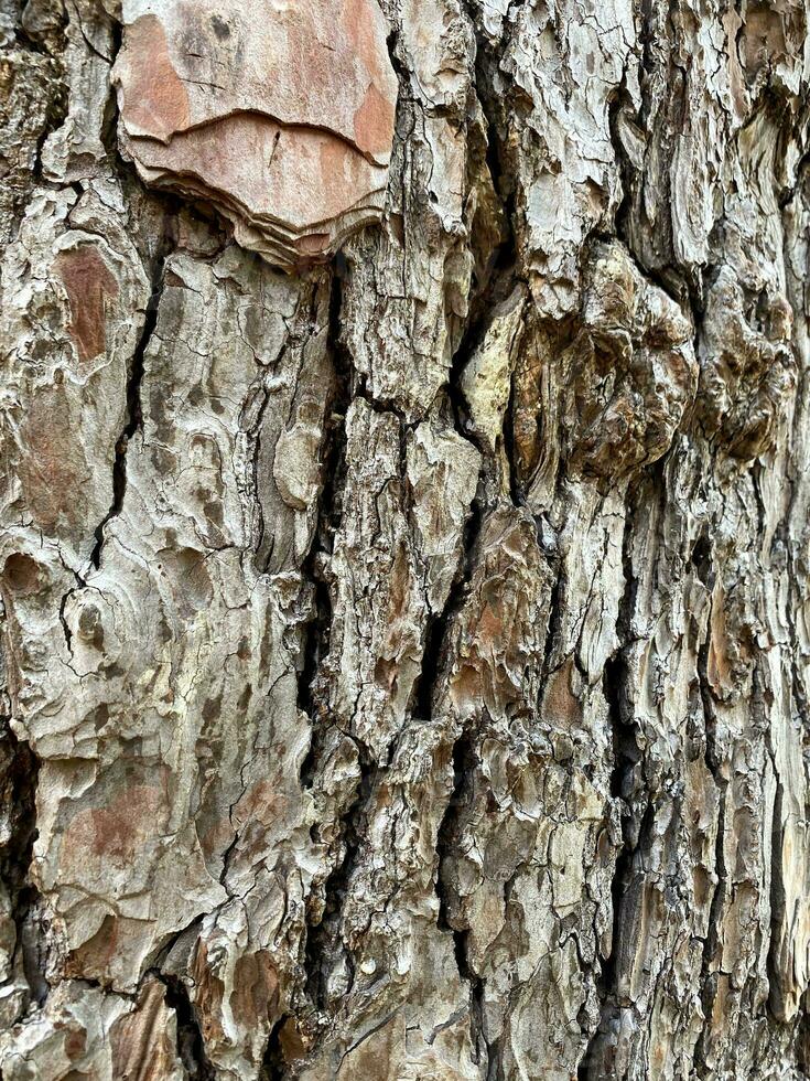 arbre aboyer, forêt Contexte pour votre conception. photo