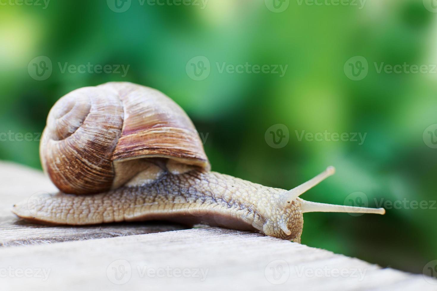 le escargot rampe sur une en bois Contexte dans le jardin photo