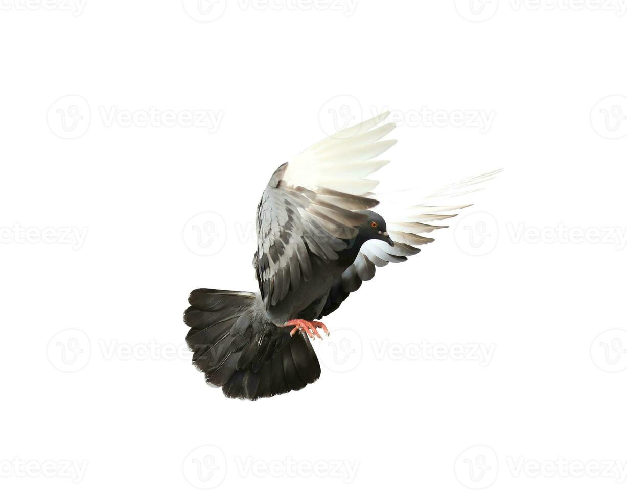 en volant Pigeon dans action isolé sur blanc Contexte avec coupure chemin.. gris Pigeon dans vol isolé. photo
