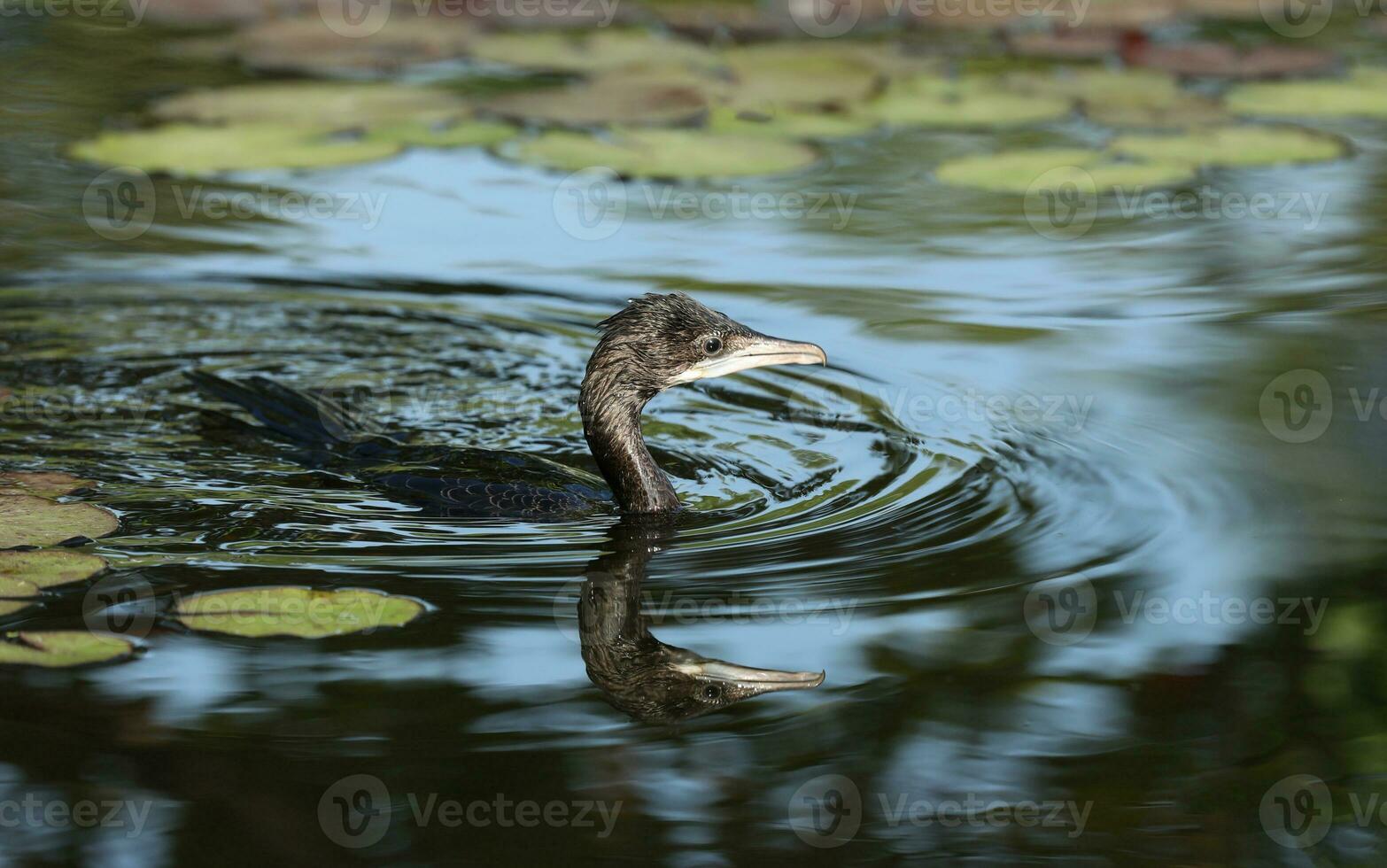 peu cormoran nager dans Naturel étang avec réflexion. photo