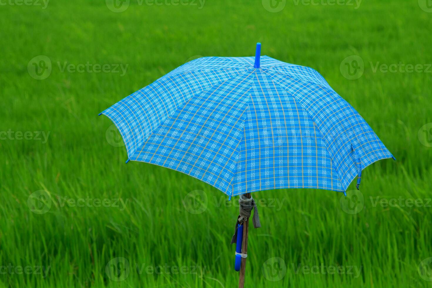 Les agriculteurs champ pluie parapluies pour Soleil protection et pluie protection pendant le à venir mousson saison à protéger toi même de le Soleil et le couler de pluie à être sûr de maladie et covid 2019. photo