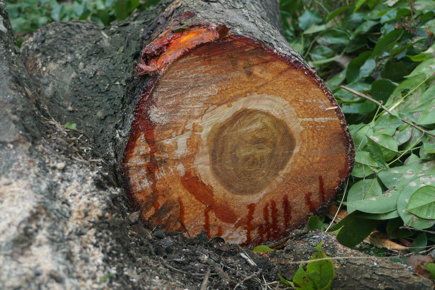 pièces de grand arbre les troncs photo