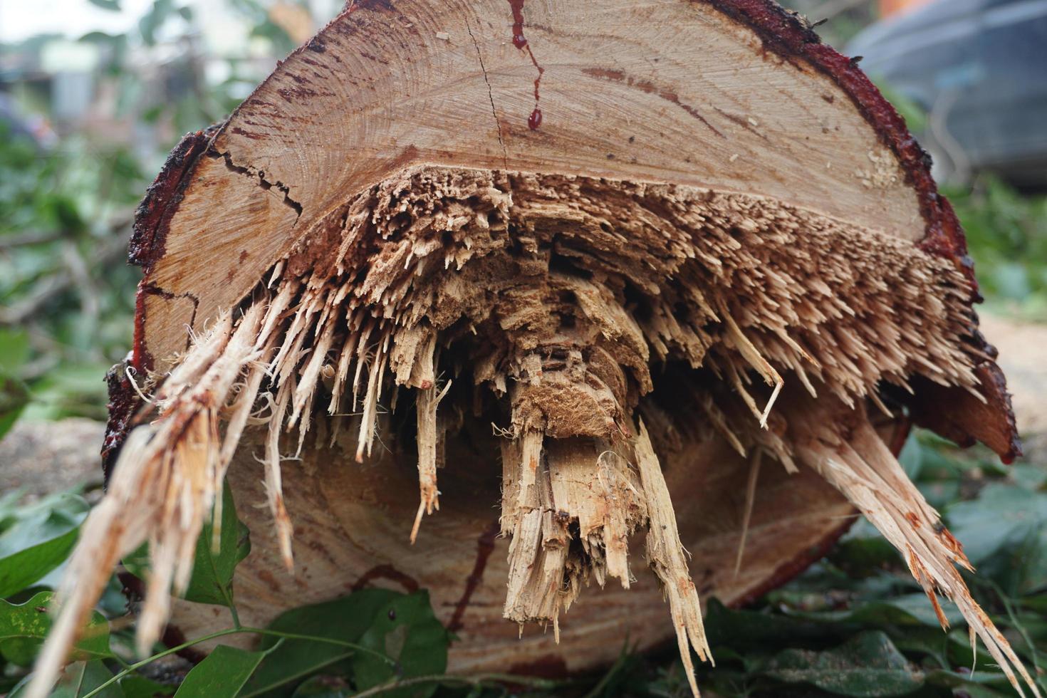 une fraîchement abattu arbre tronc photo