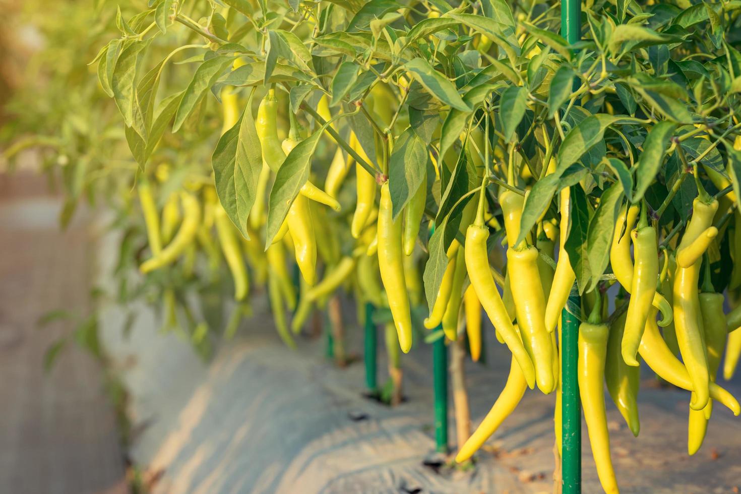 Chili poivre sur le jardin avec lumière du soleil photo