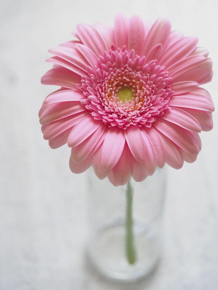 le beauté de une fleur dans une verre. photo