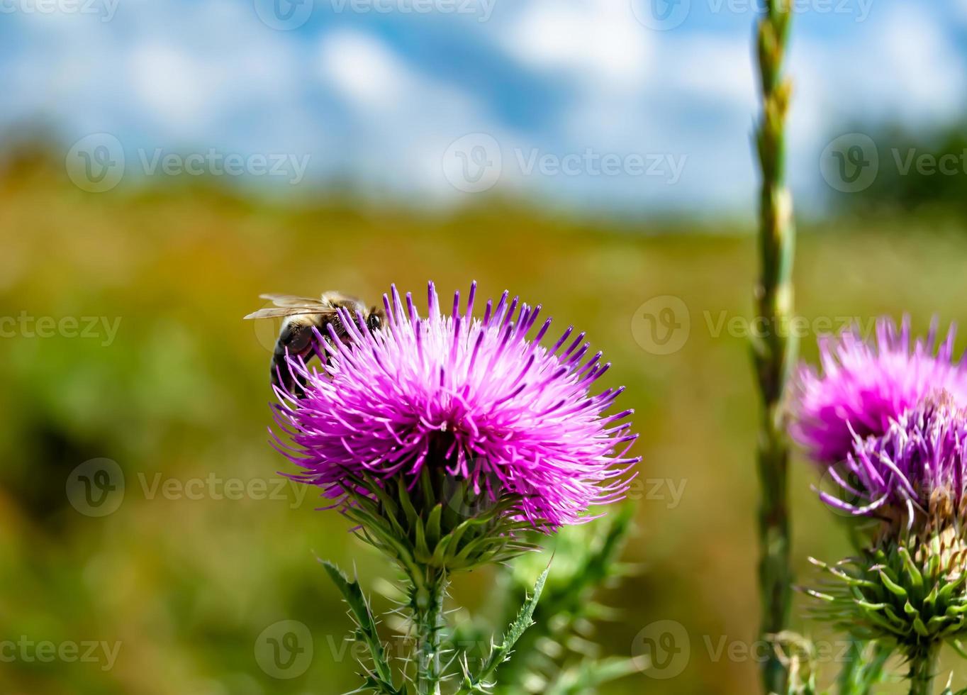 belle fleur sauvage ailé abeille sur fond feuillage prairie photo